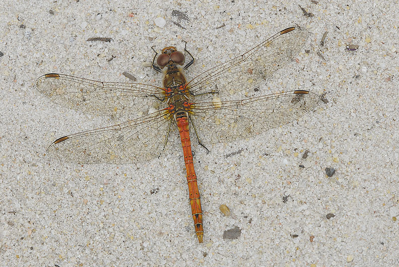 Male Common Darter